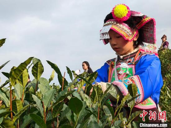 1月1日，茶农在“贵州绿茶”2024年第一采活动现场采茶。江禾 摄