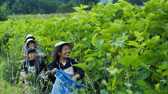 纳雍县勺窝镇村民正在采摘桑叶，幸福洋溢在脸上。罗勇摄