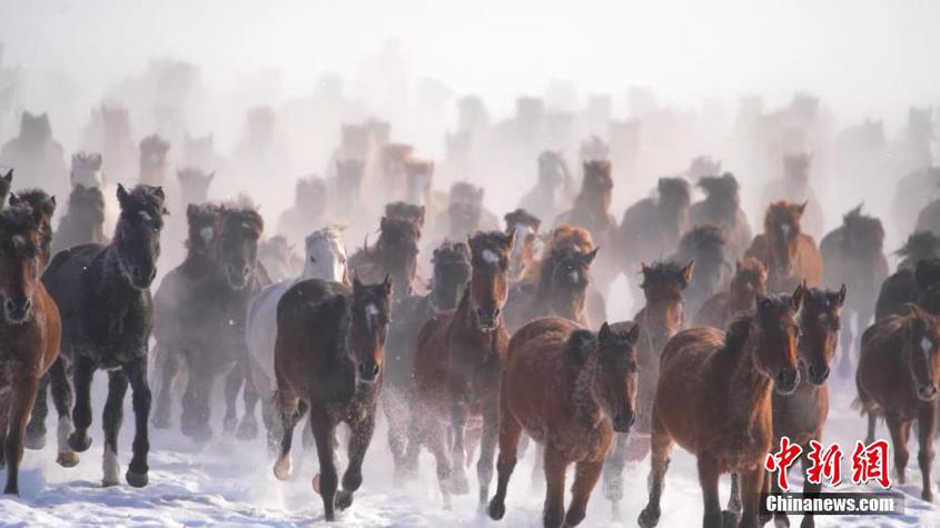 新疆昭蘇雪原萬馬奔騰場面壯觀