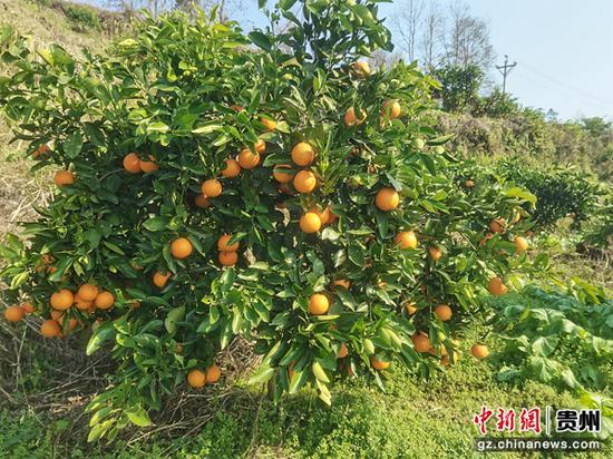 贵州沿河：小小冰糖橙托起增收“致富梦”