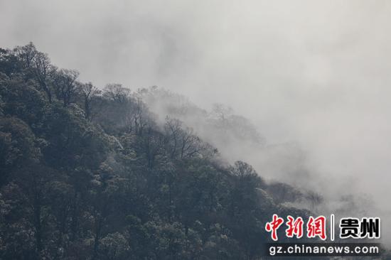 2024年1月6日，在世界自然遗产地梵净山景区拍摄的冬日风景。李鹤摄