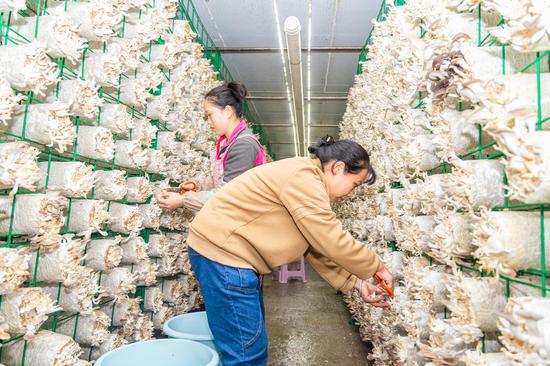 工作人员正在雷山县佛黔协作食用菌基地采摘秀珍菇。雷山融媒体中心供图