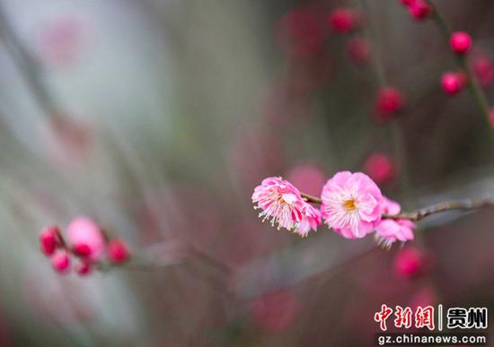 贵州省黔东南苗族侗族自治州施秉县河滨公园拍摄的梅花。磨桂宾 摄