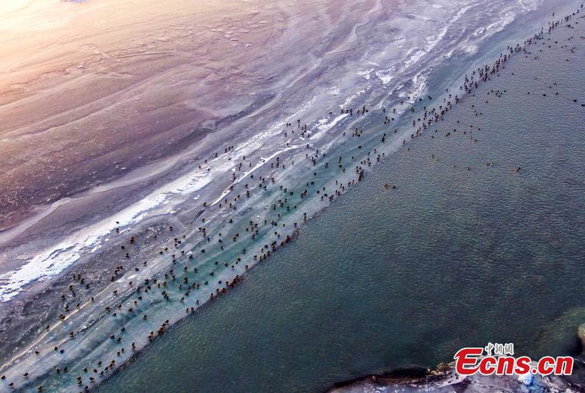 A flock of wild ducks swim on the half frozen Aksu River in northwest China's Xinjiang Uyghur Autonomous Region, adding beauty to the river in winter. (Photo: China News Service/Wang Yanshun)

