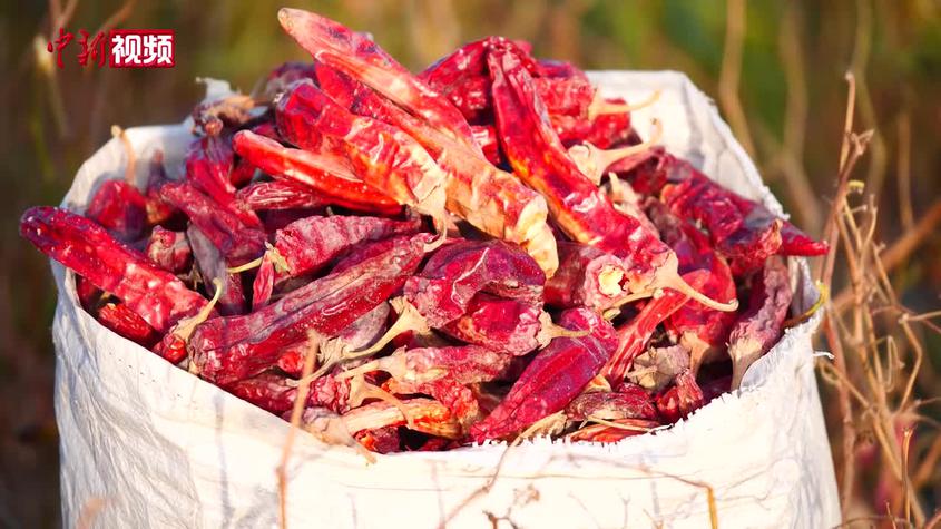 通过508项农残检测 新疆千吨色素辣椒将出口海外