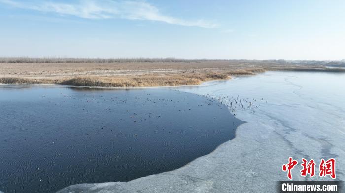 入冬以来，圣泉湖湿地迎来上千只水鸟在此栖息。魏红妹 摄