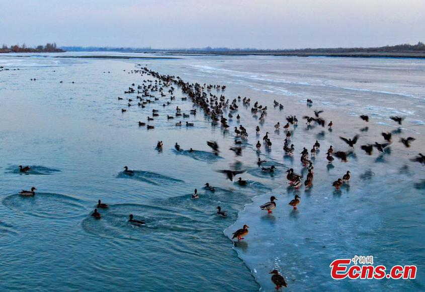 A flock of wild ducks swim on the half frozen Aksu River in northwest China's Xinjiang Uyghur Autonomous Region, adding beauty to the river in winter. (Photo: China News Service/Wang Yanshun)

