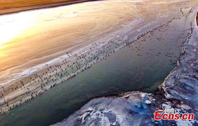 Wild ducks dot Aksu River in Xinjiang