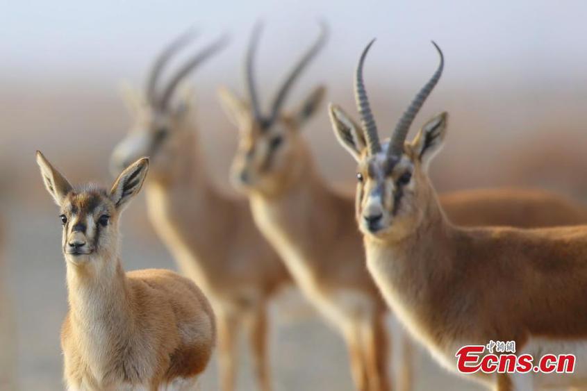 Goitered gazelles spotted in Xinjiang