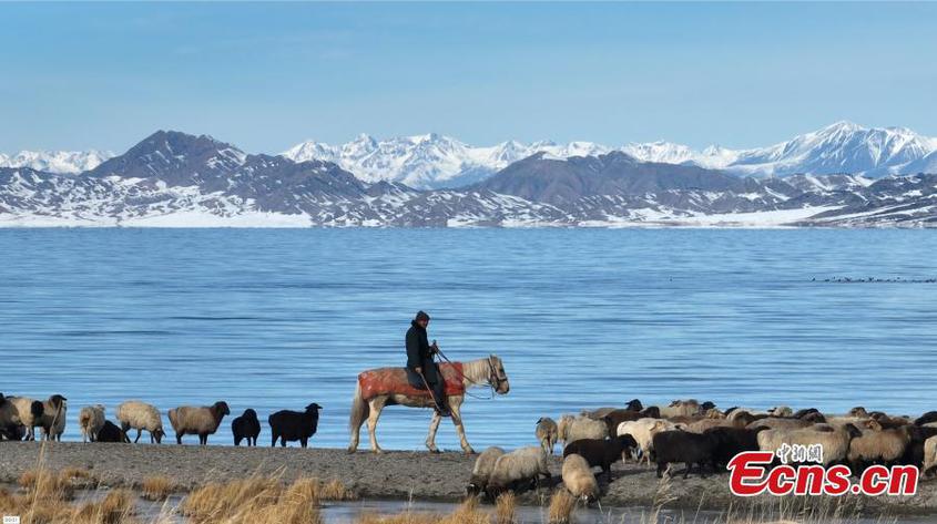 A herder drives his livestock by the Sayram Lake in Bortala Mongolian Autonomous Prefecture, northwest China's Xinjiang Uyghur Autonomous Region.

