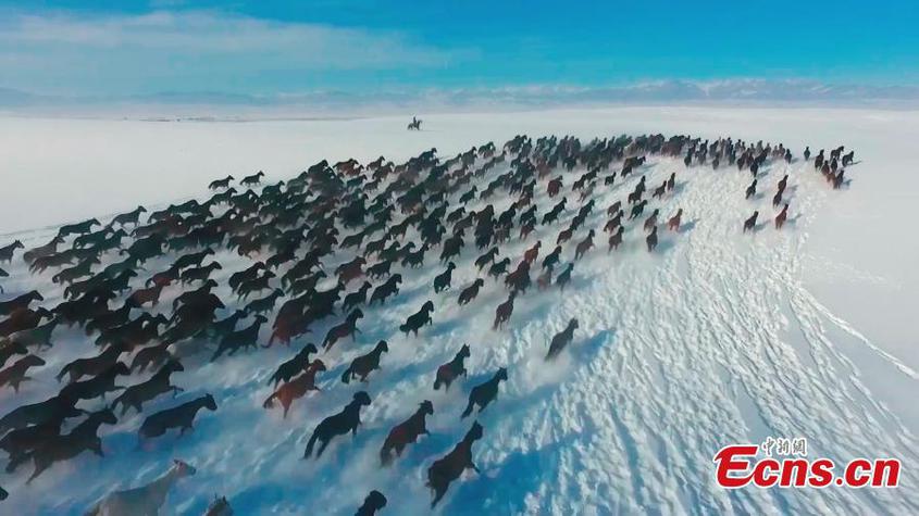 Horses gallop on a snow-covered grassland in Zhaosu County, Kazak Autonomous Prefecture of Ili, northwest China's Xinjiang Uyghur Autonomous Region, Jan. 3, 2024. The performance produces fascinating attraction in Xinjiang. (Photo/China News Service)

