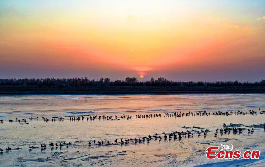 A flock of wild ducks swim on the half frozen Aksu River in northwest China's Xinjiang Uyghur Autonomous Region, adding beauty to the river in winter. (Photo: China News Service/Wang Yanshun)