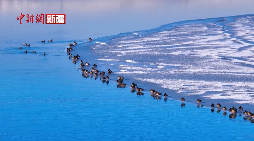 新疆尼勒克：为野鸭送“口粮” 助其安全越冬