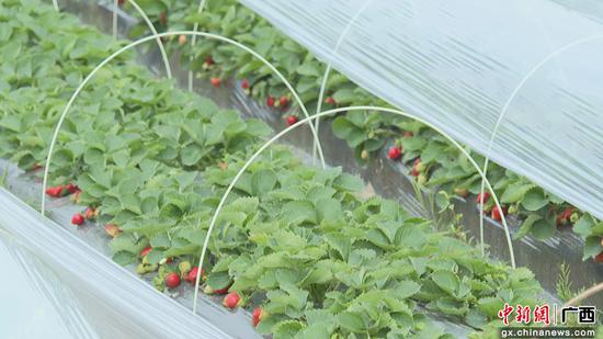 横州镇新桥村草莓种植。谢予薇 摄