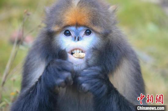 贵州梵净山国家级自然保护区黔金丝猴研究中心拍摄的黔金丝猴“阅阅”。李鹤 摄