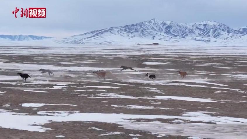 新疆：40多只塔茲犬雪地競跑
