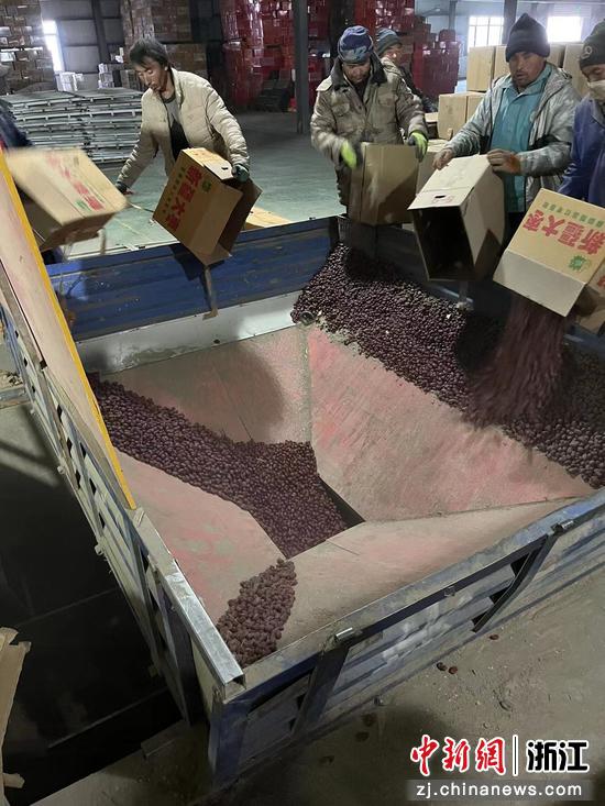 新疆当地的维吾尔族员工正将收购到厂的红枣原料拆箱倒入生产线的投料口。浙江济海 供图
