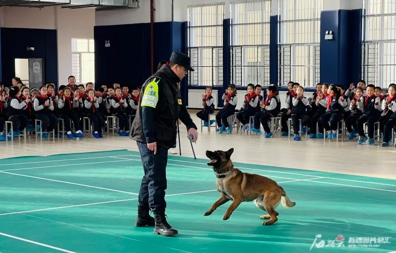 史宾格警犬正在接受警犬训导员的指令，寻找藏匿的物品。

