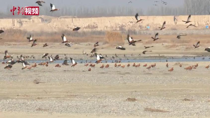 成群候鳥在新疆烏什托什干河灘過冬