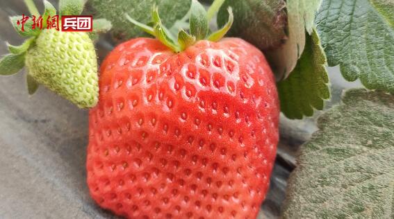 冬日草莓“甜蜜”上线！二二五团以产业发展助力乡村振兴