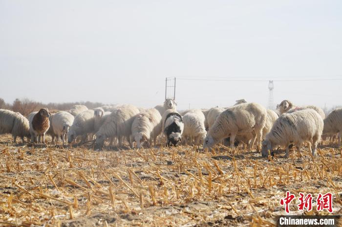 新疆兵团：生态放牧助推畜牧业高质量发展 “赋能”乡村振兴