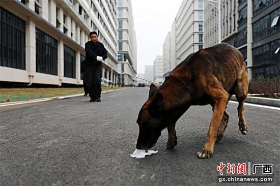 图为警犬发现沥青路面上的气味物品。甘勇 摄