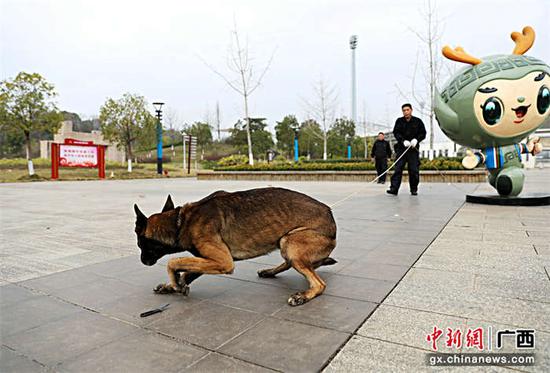 图为警犬在水泥路卧下示警训导员。甘勇 摄