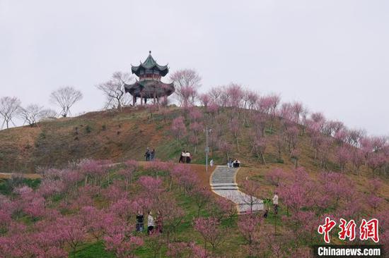 游客在贵州梅园游览观赏。中新网记者 石小杰 摄