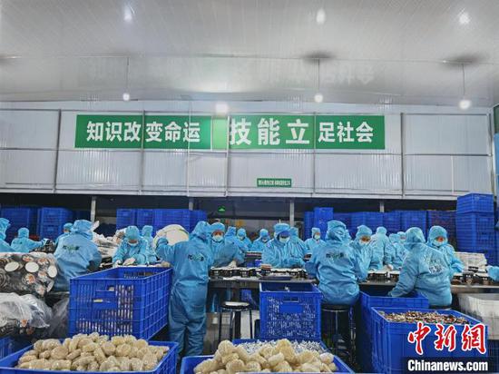 工人在思南县三道水乡周寨村的红薯粉加工厂内有序地装料。周燕玲摄