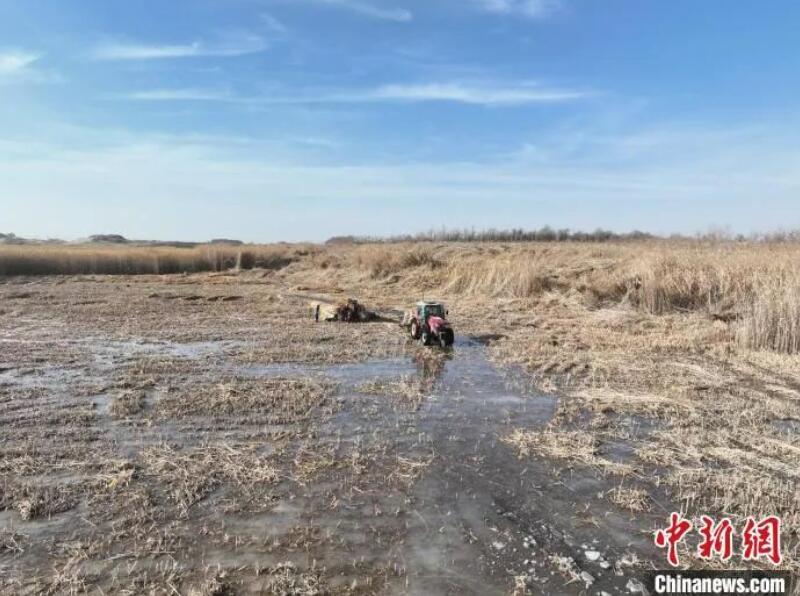冬日里的新疆兵团壮观人文生态画卷：芦花飞如雪 芦海收割忙