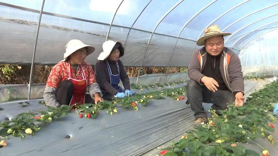 李世瑶指导村民种植草莓。