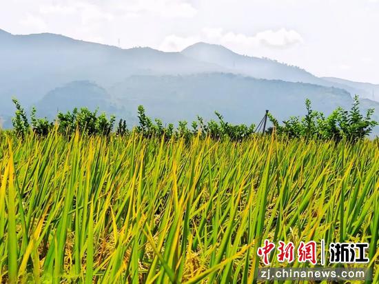 三垟湿地水稻种植。许航 供图