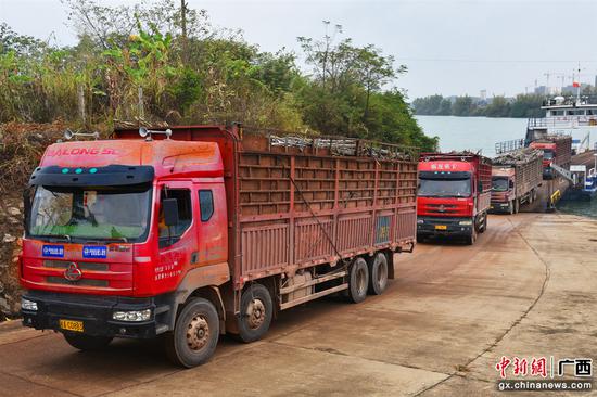 图为货运司机们正驾驶满载的运蔗车辆依次驶向制糖企业工厂。何梅 摄。