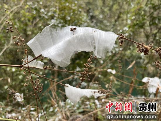 贵州雪后出现别致“冰叶”