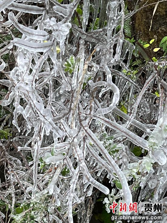 贵州雪后出现别致“冰叶”。