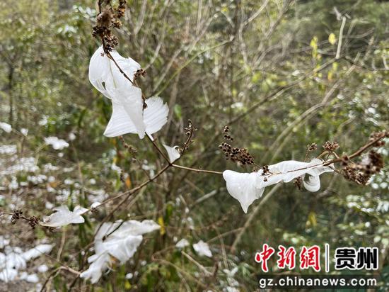 贵州雪后出现别致“冰叶”。