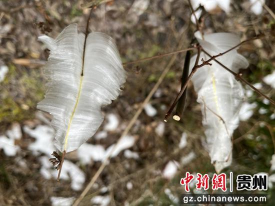贵州雪后出现别致“冰叶”