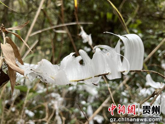 贵州雪后出现别致“冰叶”。