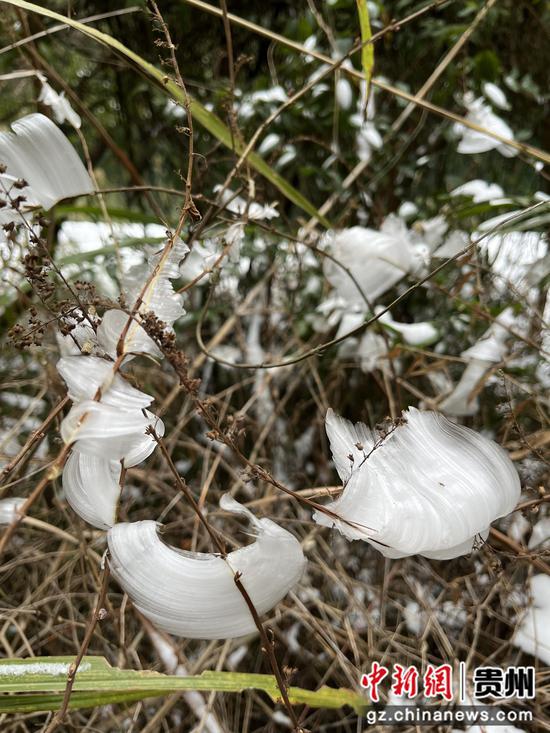 贵州雪后出现别致“冰叶”。