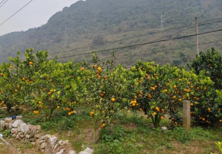 达腊村道路旁的果树挂满了金灿灿的脐橙