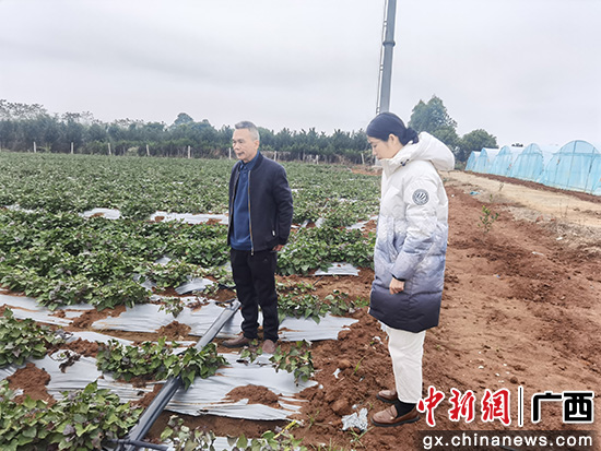 1月24日，陈金阳带队到田间地头查看农作物防寒工作开展情况。海城区宣传部供图