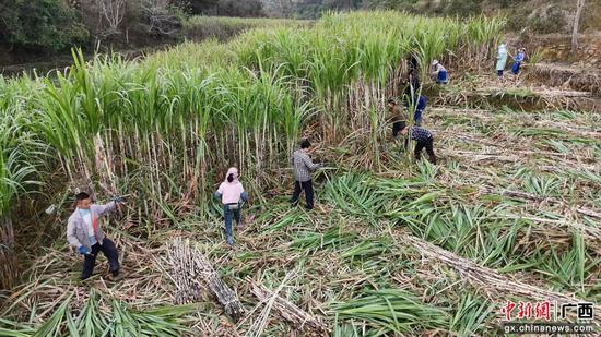 图为村民收割甘蔗。受访者供图