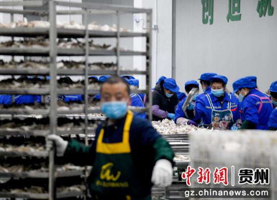 贵州省道真仡佬族苗族自治县企业工作人员在分拣香菇。