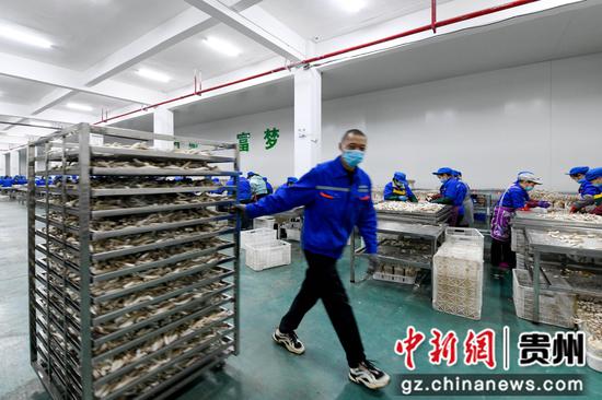 贵州省道真仡佬族苗族自治县企业工作人员在分拣香菇。