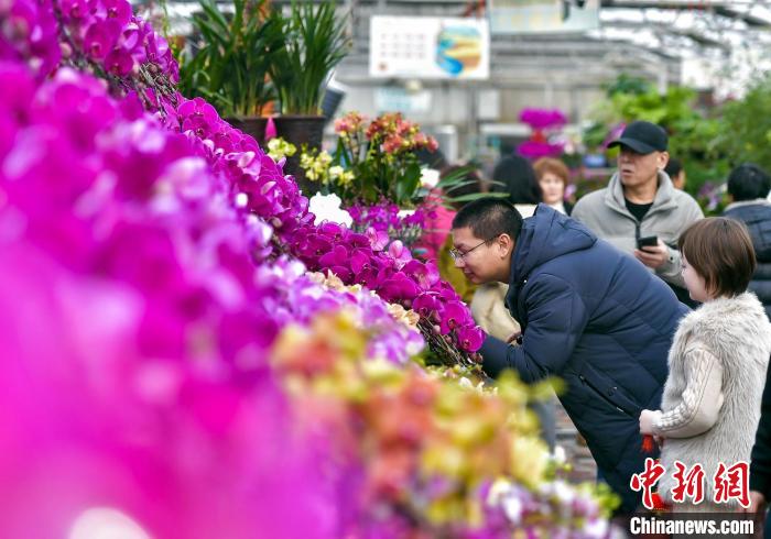 （新春走基层）乌鲁木齐：市民选购花卉为新春添彩
