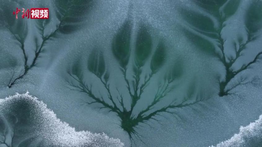 形態各異的“樹狀”冰花現身新疆蝶湖