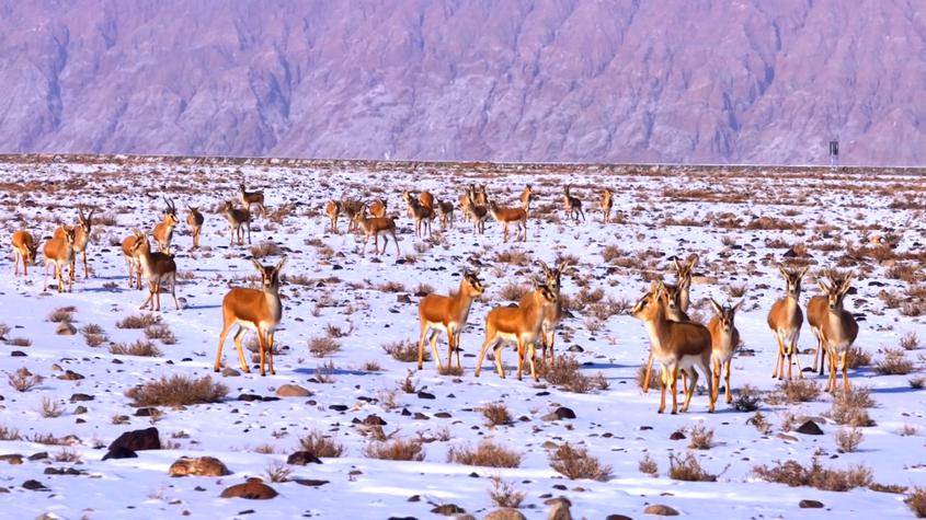 新疆温宿县：成群鹅喉羚雪地撒欢