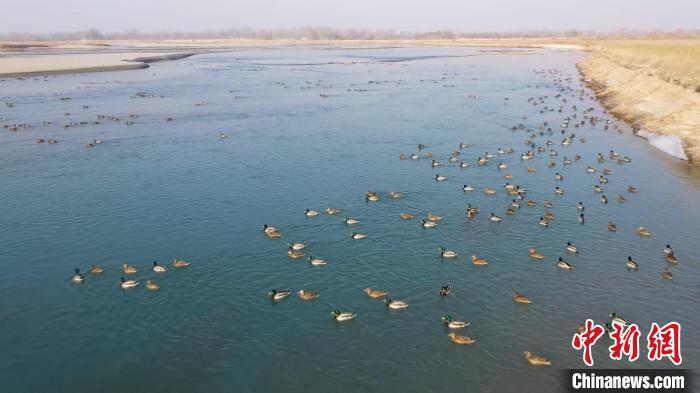 【冰雪春天】万余只候鸟飞抵叶尔羌国家湿地公园栖息过冬