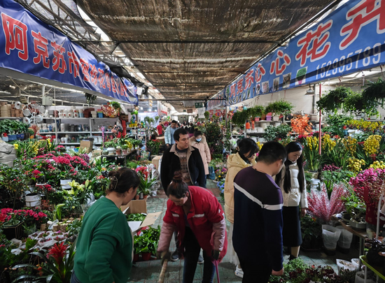 1月31日，市民正在阿克苏市某花卉市场选购鲜花。阿克苏地区融媒体中心 记者 卢昱豪 摄