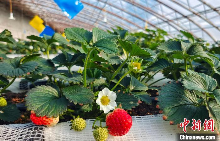 今年以来，不同品种的草莓正陆续成熟，春节前走上乌鲁木齐市场。史玉江 摄